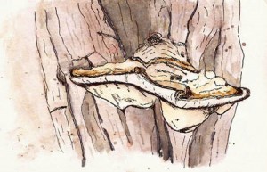 I went birding on a 'too windy' day and ended up huddled behind a tree.  Did this sketch of a fungus.