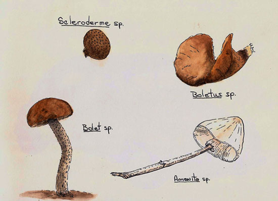 mushrooms from Marais Du Nord