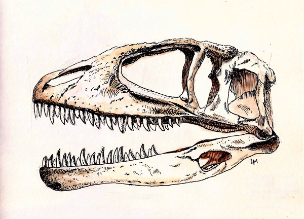 Carcharodontosaurus from Egypt. This guy is distantly related to the Great White shark and its teeth reflect that relationship. Huge is the operative word. I sketched this from the only skull example of this animal