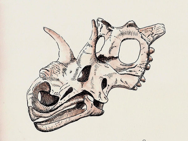 2016-06-26Xenoceratops